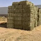 رودس شد ووزن طيب جوندير