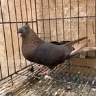 حمام ايراني