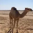 قعود عمره تقريبا  اربع شهور وزياده