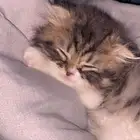 قطوه مدري وش نوعها بس صار له اربع شهور وهي عندي