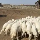 خرفان ورخال