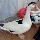 بط مسكوفي للبيع