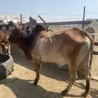 ثور مشروط