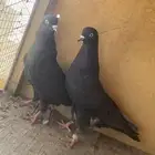جوز قطايف سود