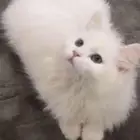 تبني