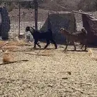تيسين وجفره