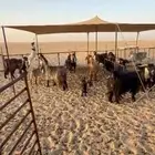 للبيع معزا طيبه