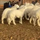 طليان حري خرفان حري