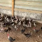 فروخ فيومي بيور