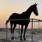 فرس انقليزيه