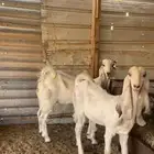 جفار مطورات منوت القناي