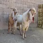 تيوس فحول للبيع