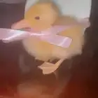 صوص بط بكيني عمر اربعه ايام اصفر صافي نقي