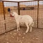 حري عمره 8 شهور