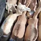 للبيع القعدان الكفو للزوجات