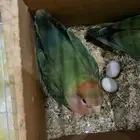 زوج روز منتج شرط