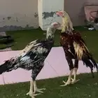 ديوك باكستاني سندي