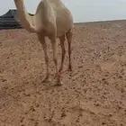 ناقه حره صافي من الخويرات تلقح برابعها