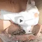 انثى طوربيد