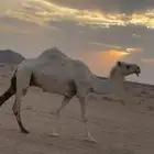 معشر