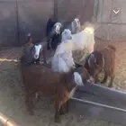 للبيع اجفار