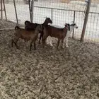 تيوس دهم  جبليه مخصاه