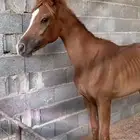 حصان شعبي