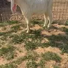 تيس . ثني مطور فاخر