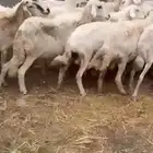 ((( تم البيع))) ضان للبيع
