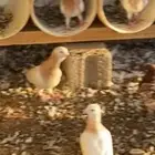 مطلوب حمام كش