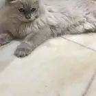 قط ذكر للتبني