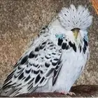 ازواج بادجي انجليزي مستويات جميلة