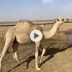 لبيع حشو العدد 2