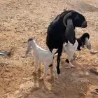 عنز
