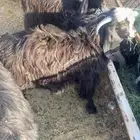 جفار للبيع