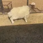 فطيمة