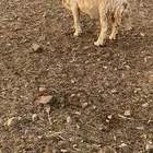 نعجه حريه