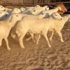 رخال حري مقاني