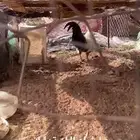 ما شاء الله تبارك الرحمن ديك فاخر