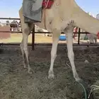 بعير
