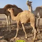 حشوان بالقسوم ومناسبات