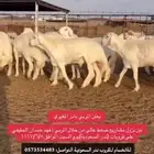 فحول صنف من حلال صنف