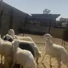 تم البيع