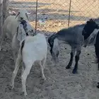 ذبايح للبيع الخفجي