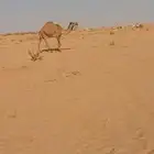 بكره صفراء جذعة