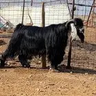 تيس فحل حاار