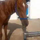 حصان