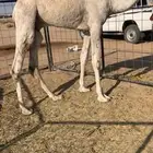 للبيع قعود حق ماسيم الموقع جنوب الدوادمي 1 ريال
