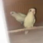 ازواج روز وكروان منتجه للبيع