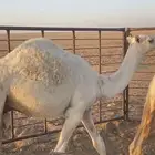 حشو للبيع